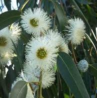 Eucalyptus Essential Oil Blue Mallee 4